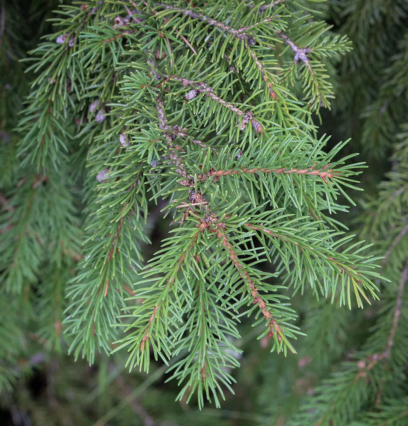Image of Picea &times; fennica specimen.
