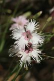 Dianthus borussicus. Цветки (вверху - аномальный 4-членный). Витебская обл., окр. дер. Сурмино, оз, сухой кустарничково-зеленомошный сосняк на песке, у дороги. 14.06.2025.
