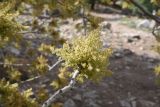 род Fraxinus