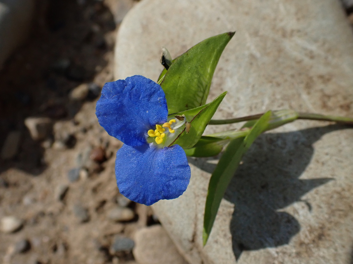 Image of Commelina communis specimen.