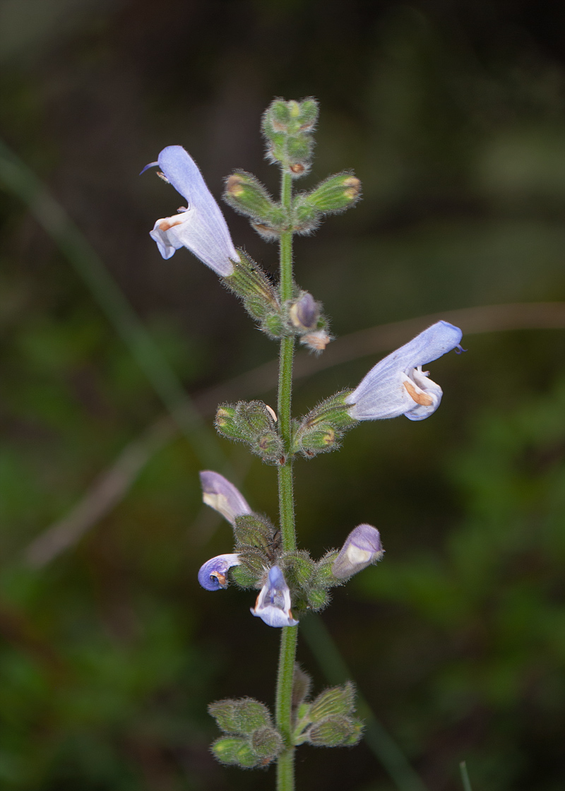 Изображение особи Salvia fruticosa.