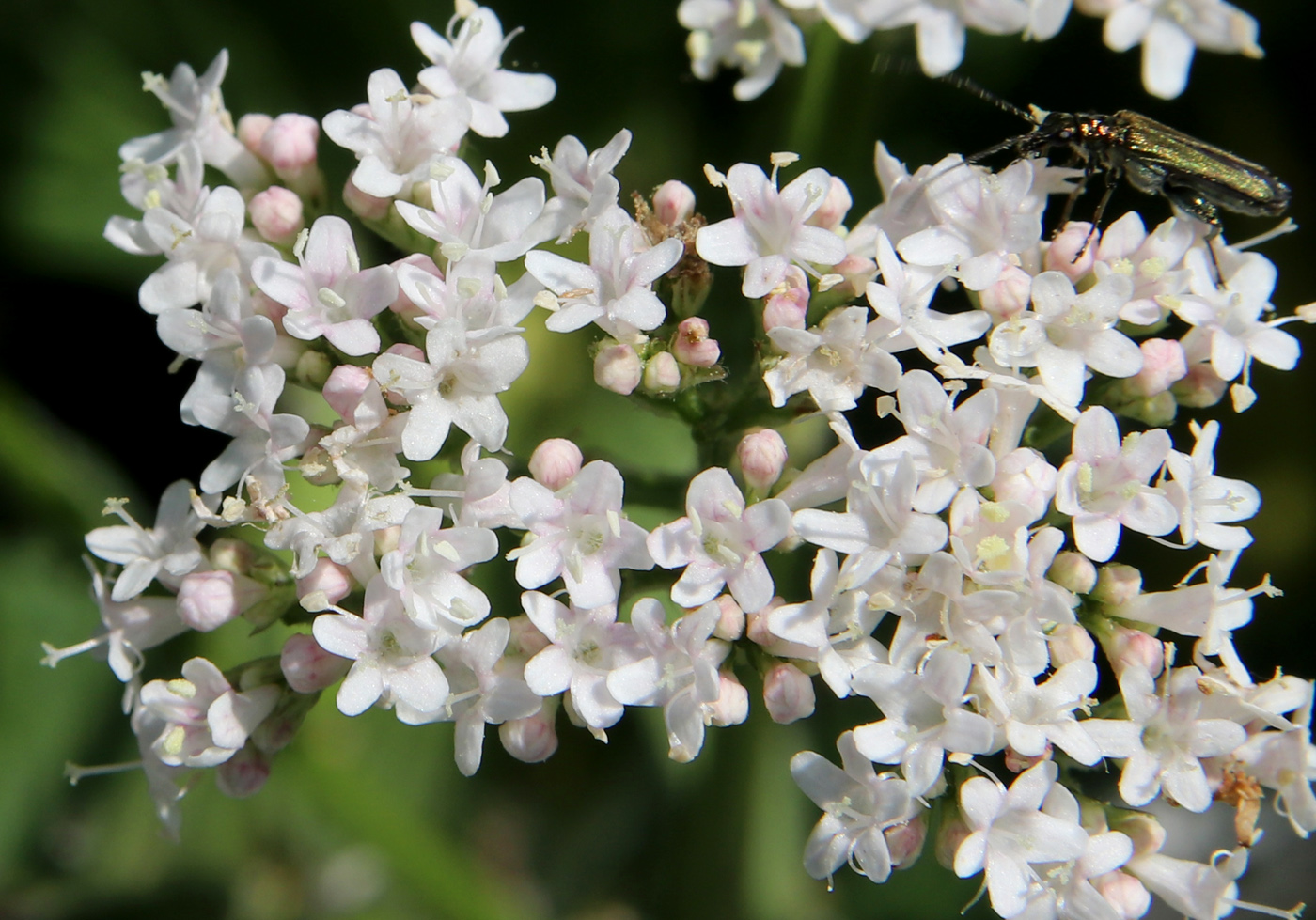 Изображение особи Valeriana officinalis.