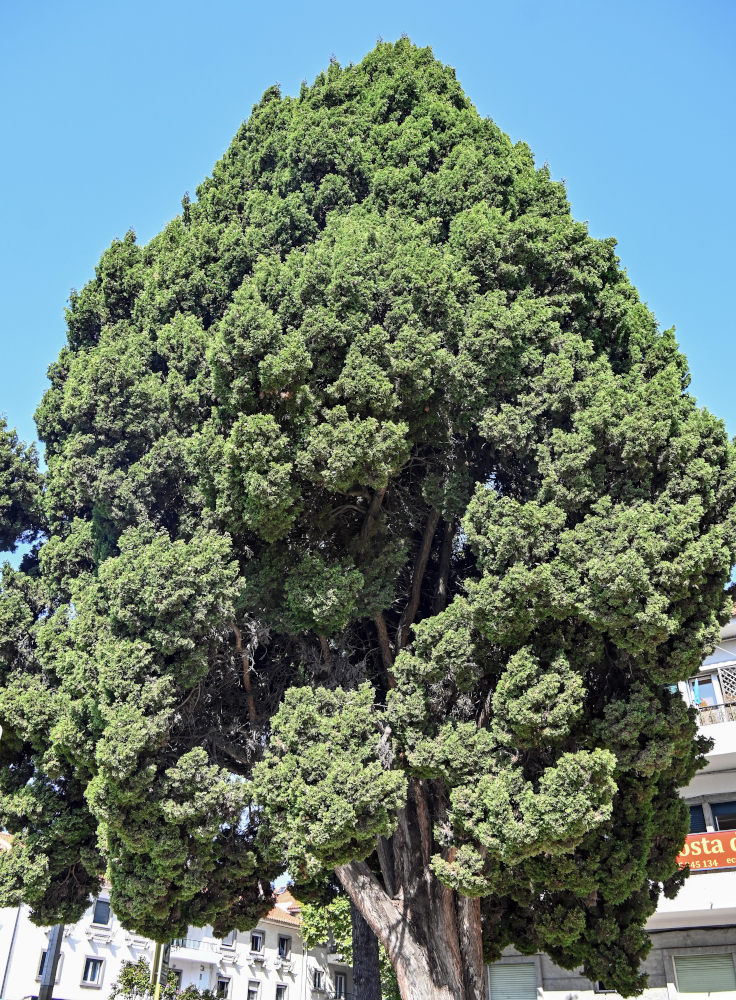 Image of Cupressus sempervirens specimen.