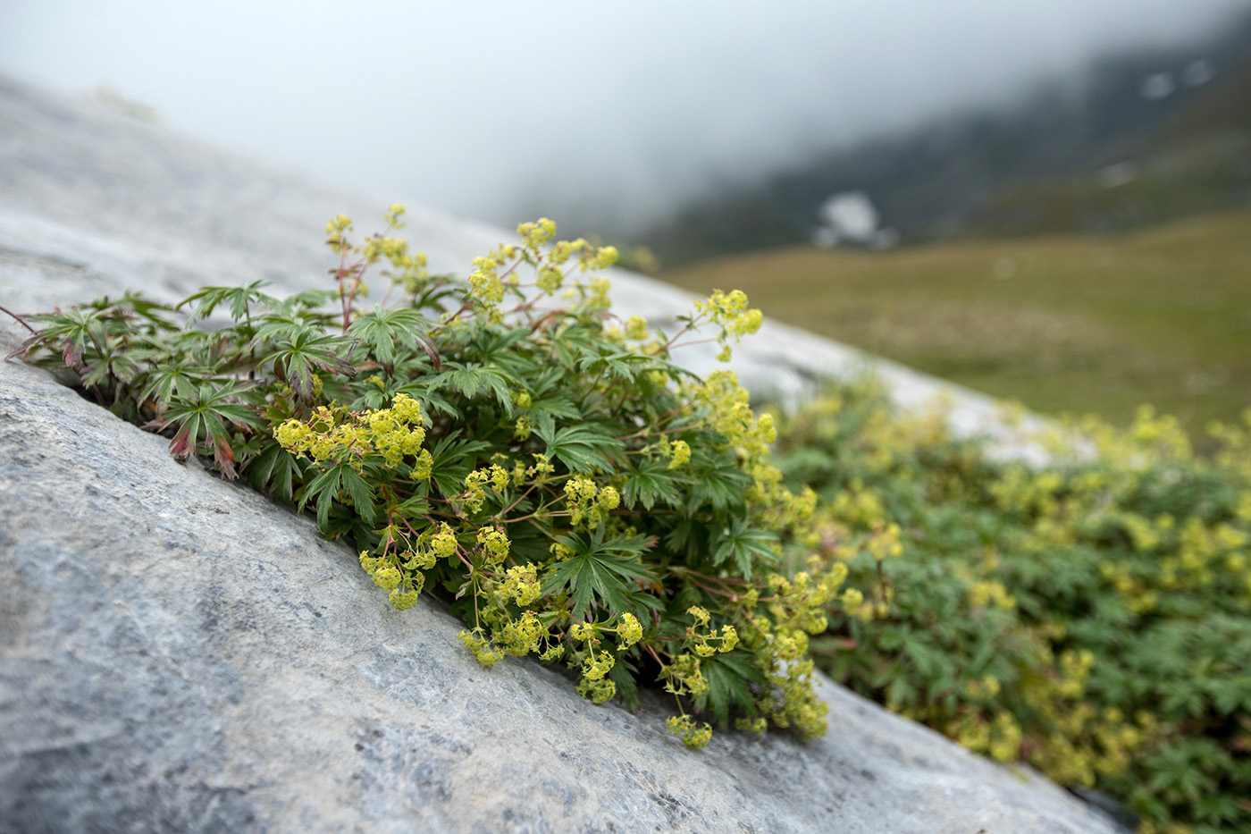 Image of Alchemilla sericea specimen.
