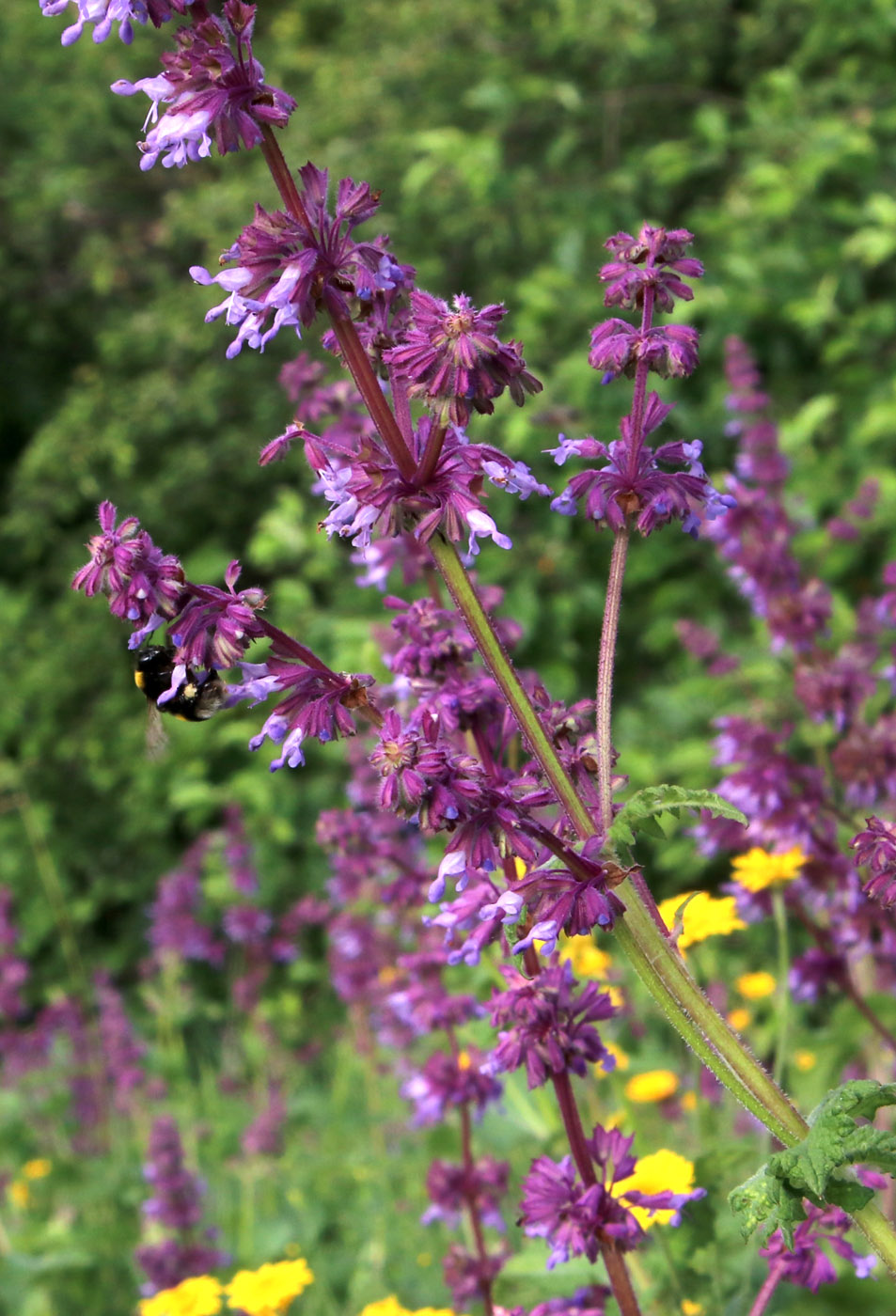Изображение особи Salvia verticillata.