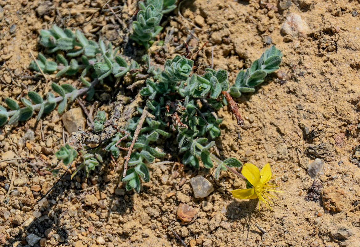 Изображение особи Hypericum tomentosum.