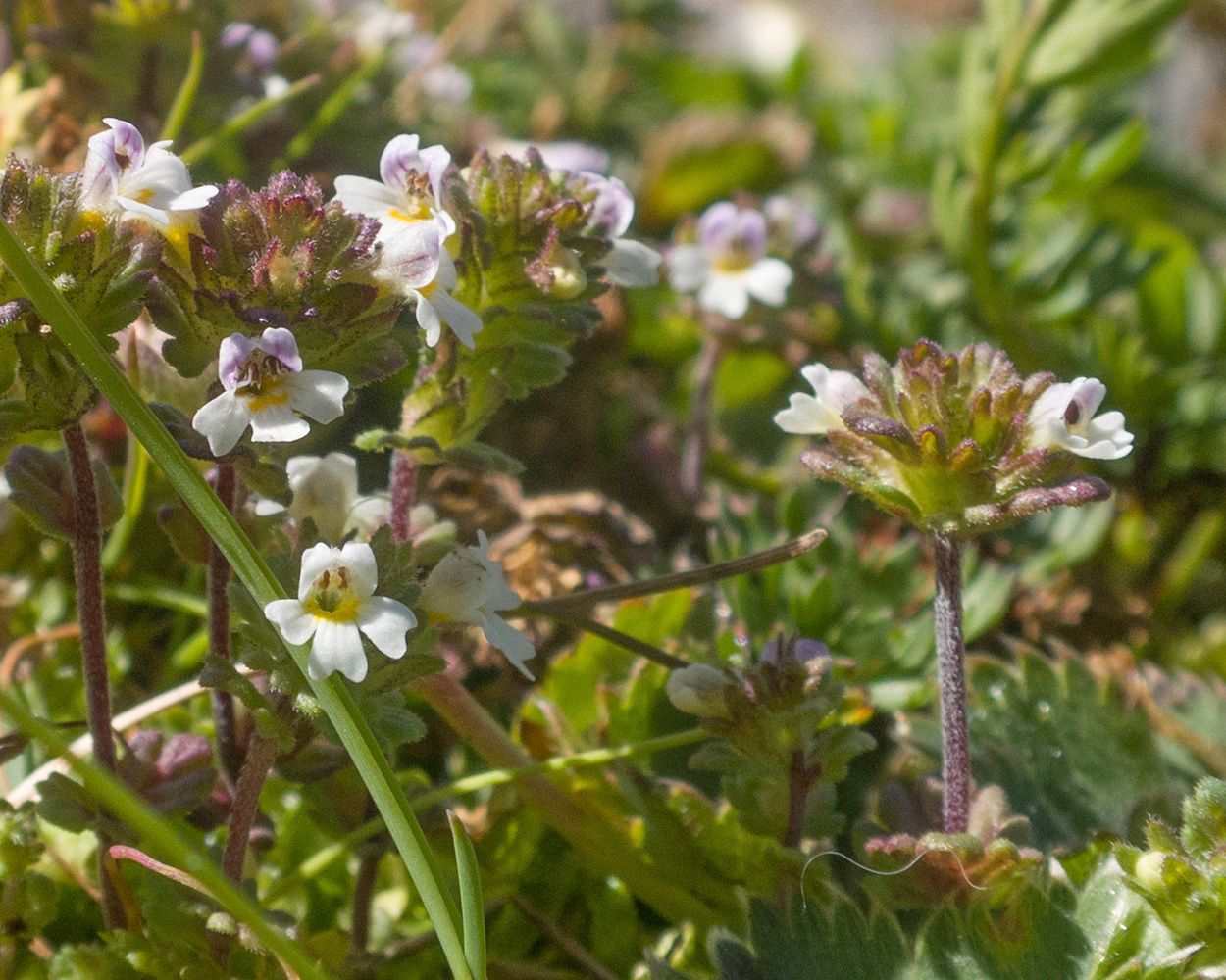 Изображение особи род Euphrasia.