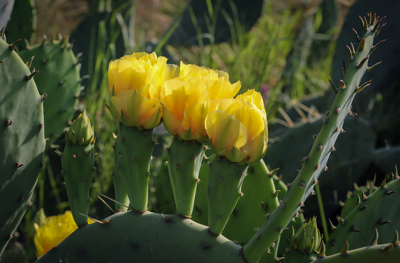 Изображение особи род Opuntia.