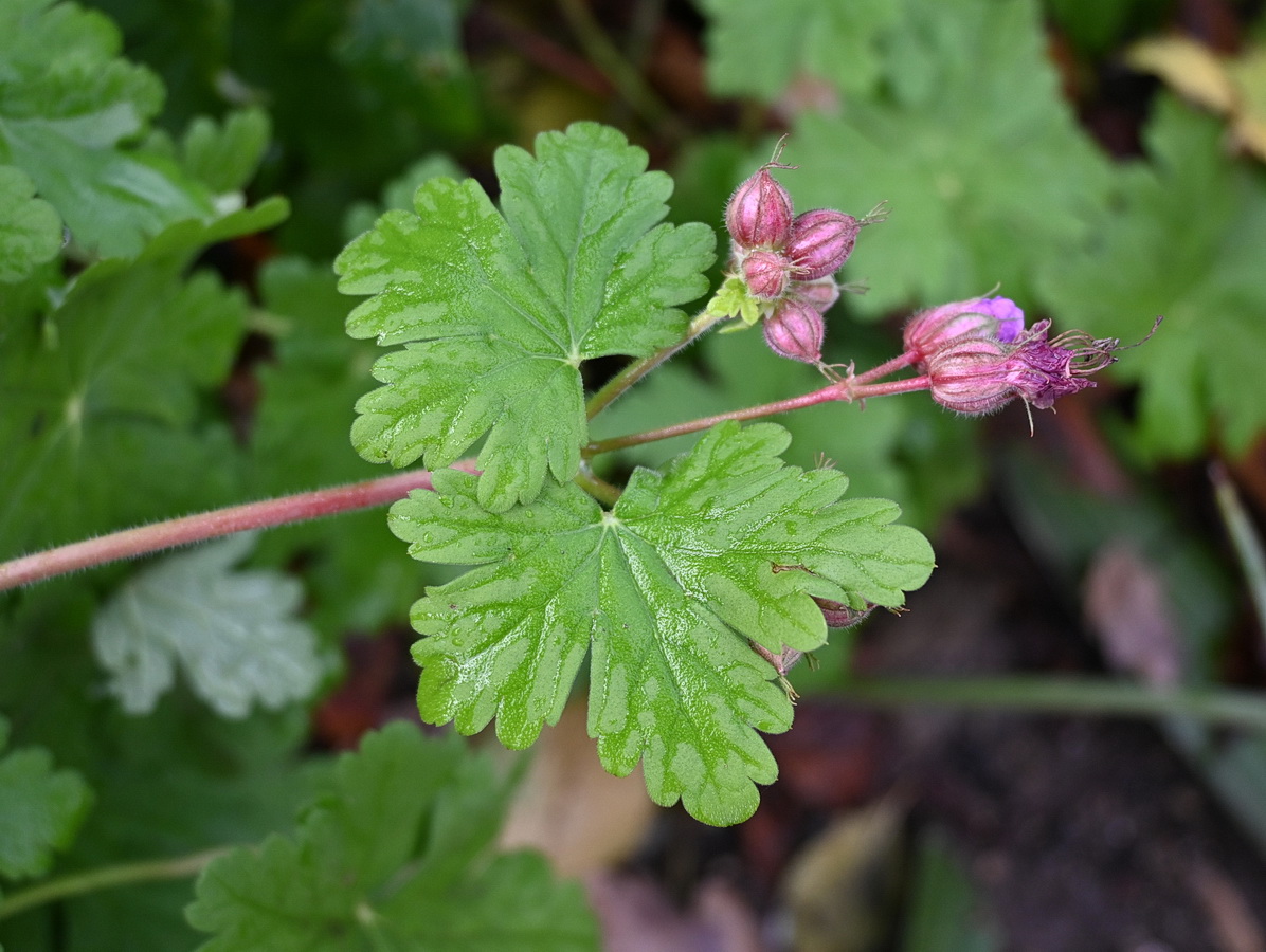 Image of genus Geranium specimen.