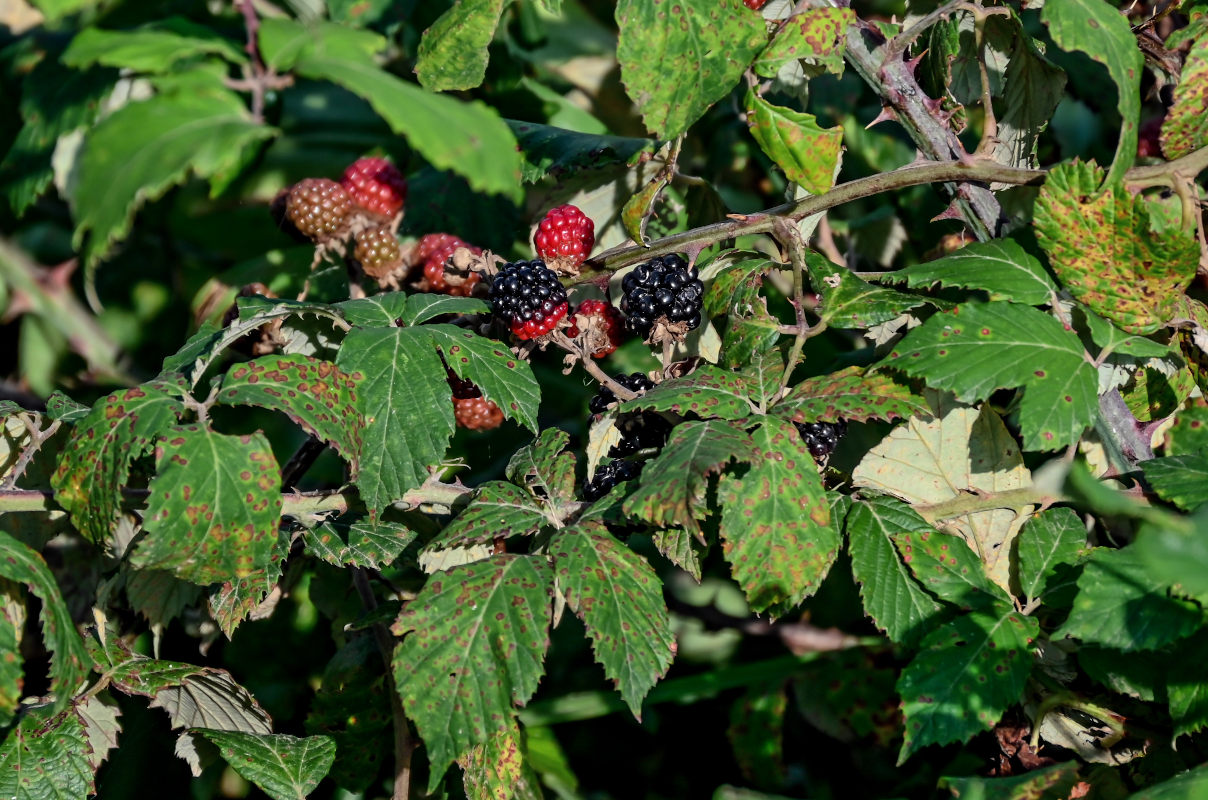 Image of Rubus ulmifolius specimen.