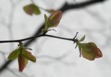 Spiraea ussuriensis