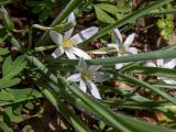 Ornithogalum fimbriatum. Цветки, бутоны, части листьев. Крым, окр. г. Судак, северный склон горы Перчем, в 300 м от вершины, дубово-грабовый лес, возле грунтовой дороги. 23.04.2025.