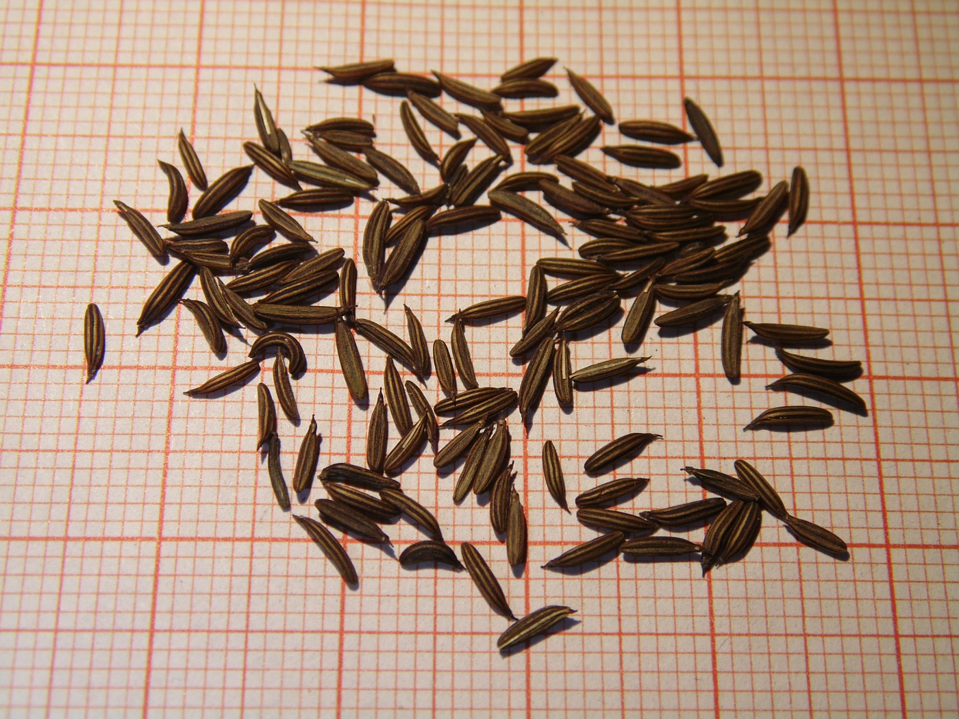 Изображение особи Cryptotaenia japonica.