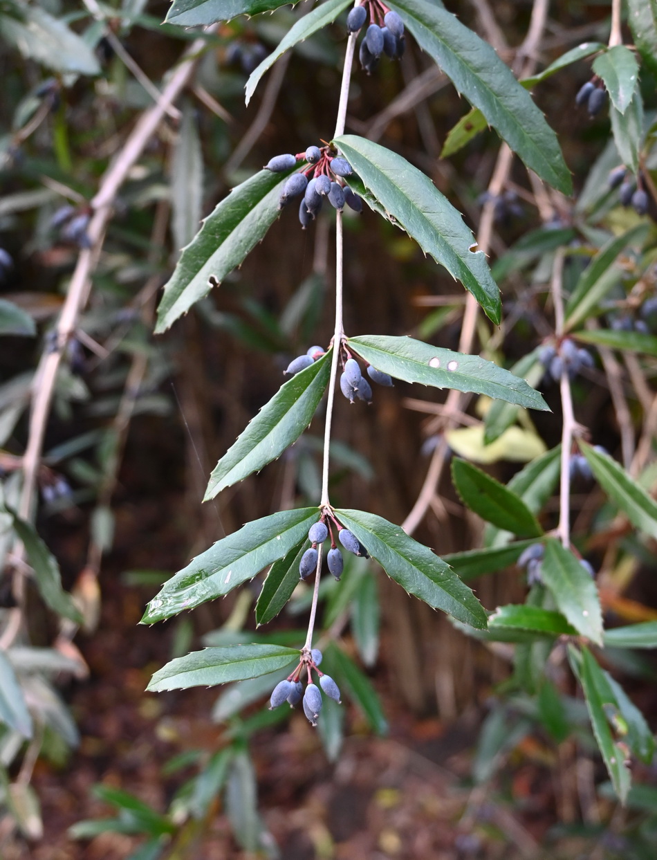 Image of Berberis julianae specimen.
