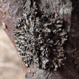 division Ascomycota. Таллом с апотециями. Хабаровский край, г. Комсомольск-на-Амуре, берег ручья Тёплый ключ, на стволе засыхающей Malus baccata. 14.04.2026.