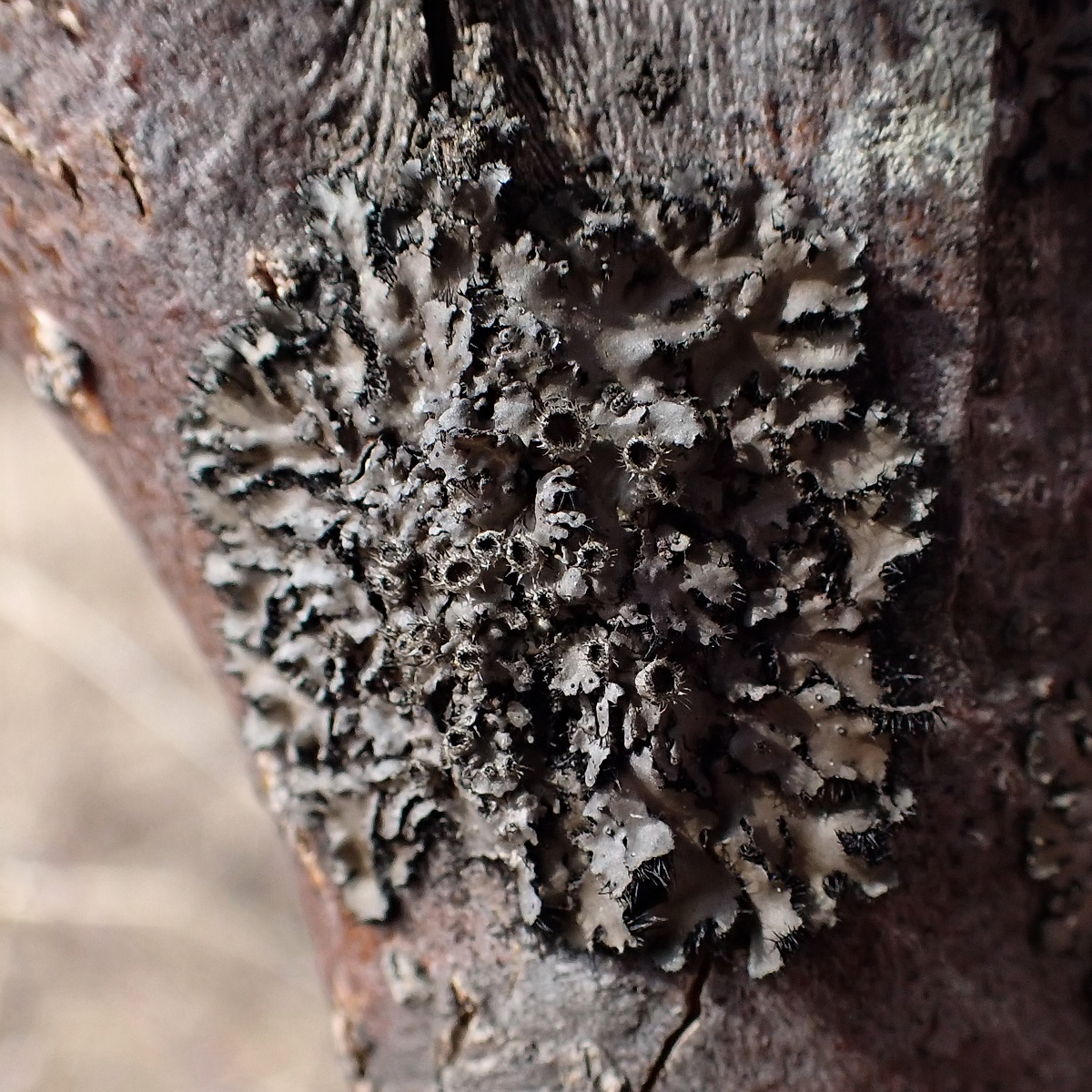 Image of genus Phaeophyscia specimen.