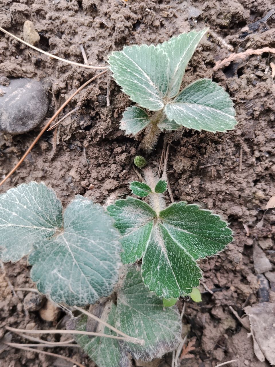 Изображение особи род Fragaria.