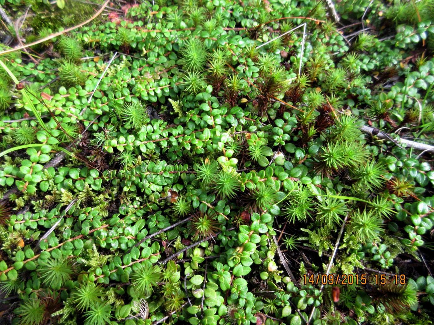 Image of Gaultheria hispidula specimen.