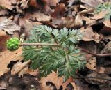 Adonis amurensis