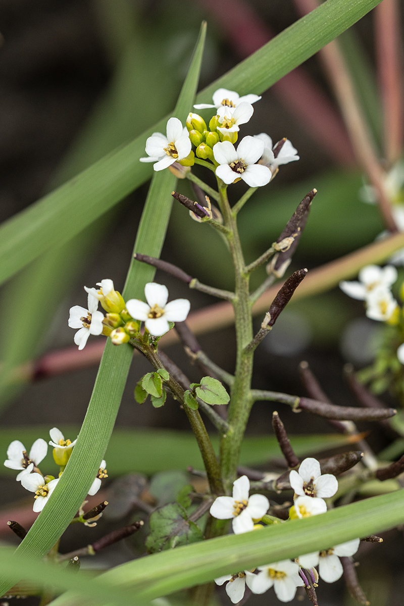 Image of Nasturtium officinale specimen.