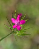 Dianthus armeria