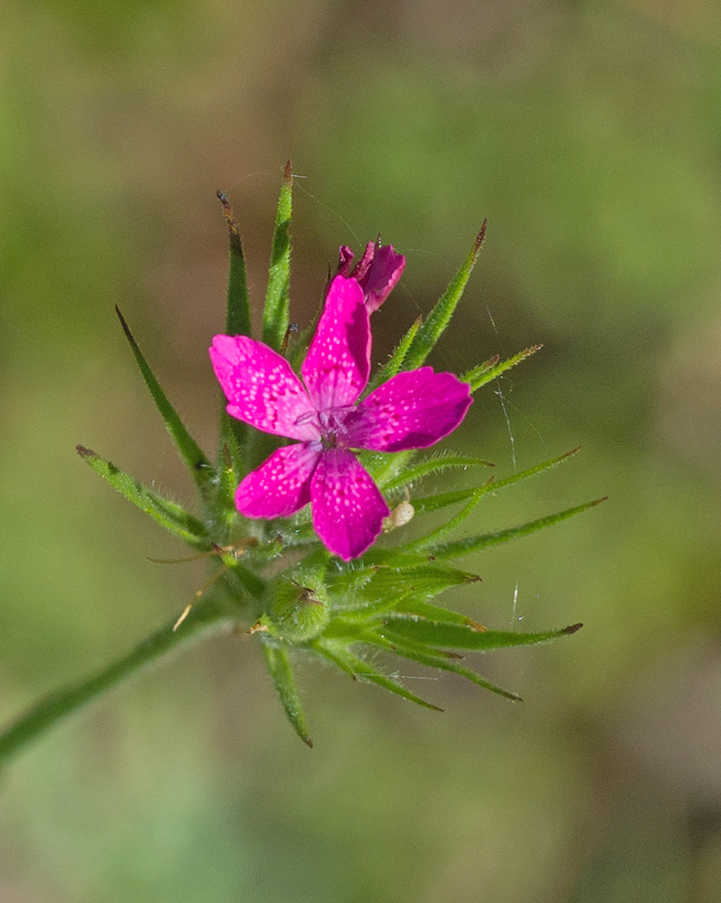 Изображение особи Dianthus armeria.
