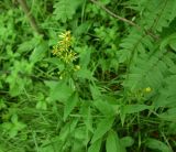 Solidago virgaurea