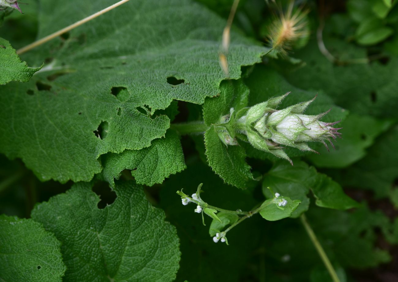 Image of Salvia sclarea specimen.