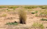 Agropyron fragile. Отплодоносившее засыхающее растение. Астраханская обл., Наримановский р-н, окр. с. Николаевка, обочина пересекающей солончаковую низину (часть ложа солёного ильменя Камышовый) грунтовой дороги. 17.08.2026.