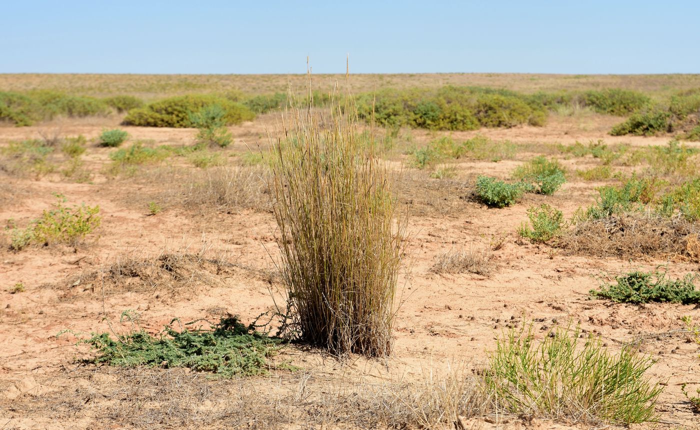 Image of Agropyron fragile specimen.
