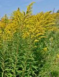 Solidago canadensis. Верхушки цветущих растений. Московская обл., гор. округ Домодедово, низовья р. Пахра, луговой склон. 30.08.2026.