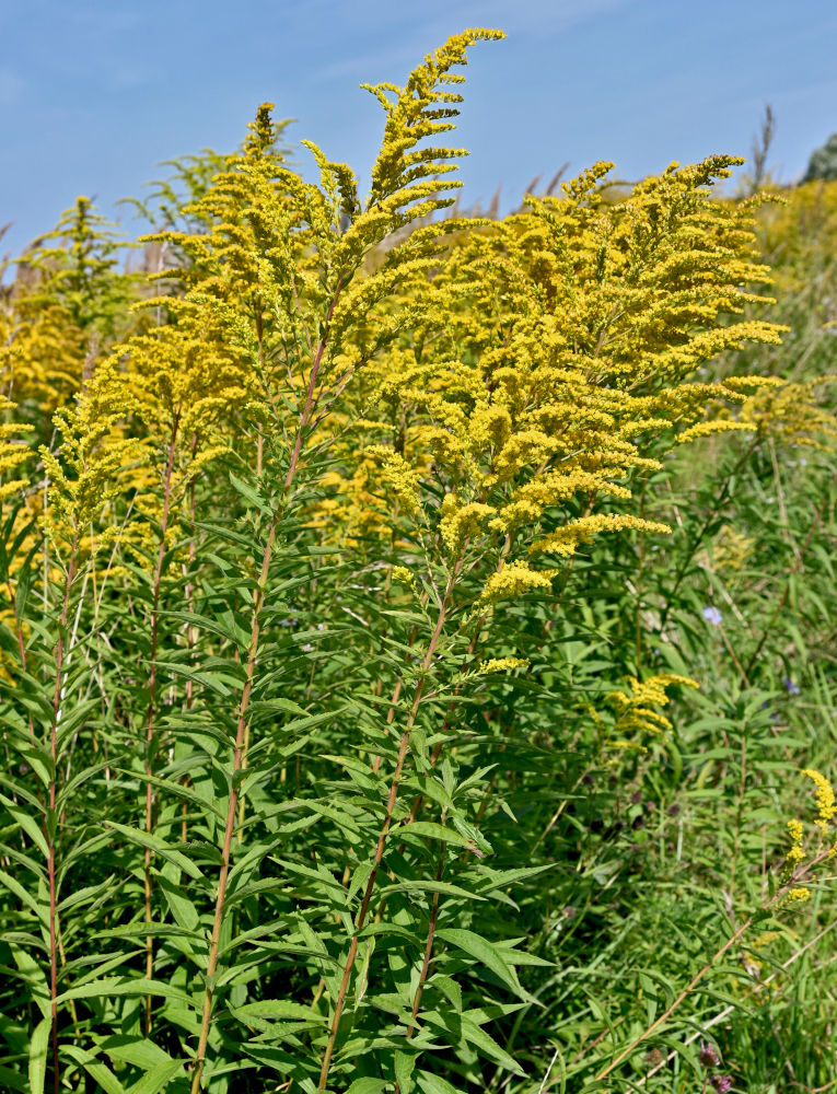 Image of Solidago canadensis specimen.