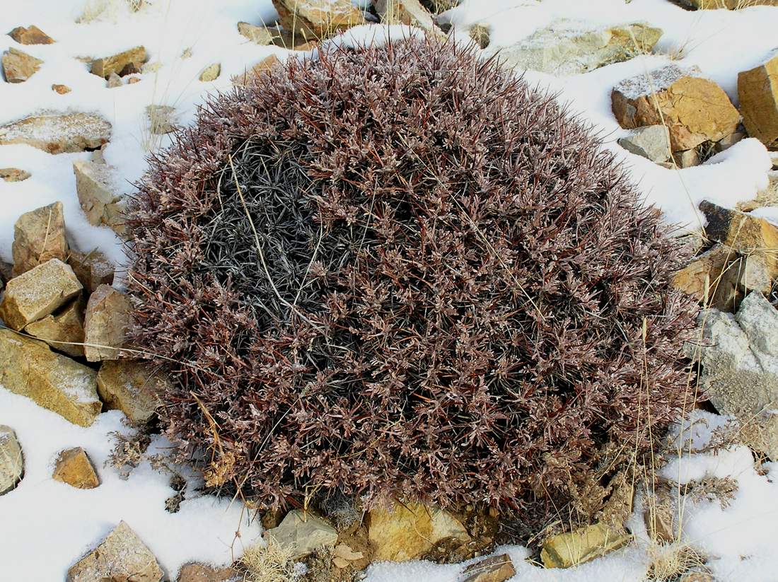 Image of Oxytropis tragacanthoides specimen.