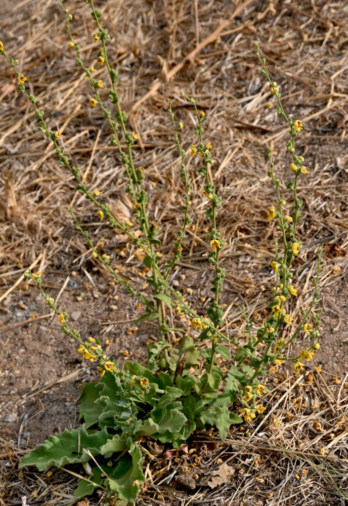 Изображение особи Verbascum sinuatum.