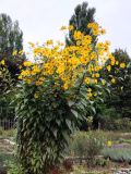 Image of taxon representative. Author is Нина Чокырлан