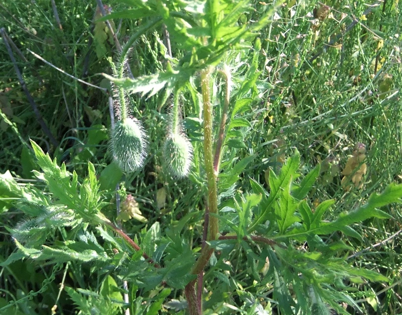 Image of Papaver rhoeas specimen.