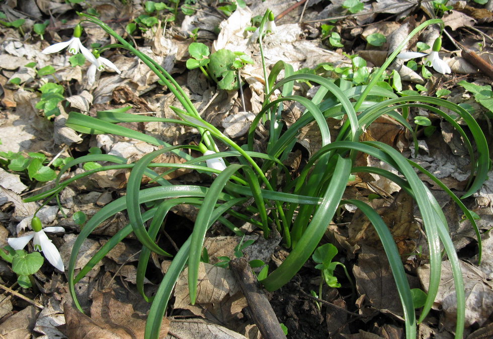 Image of Galanthus caspius specimen.