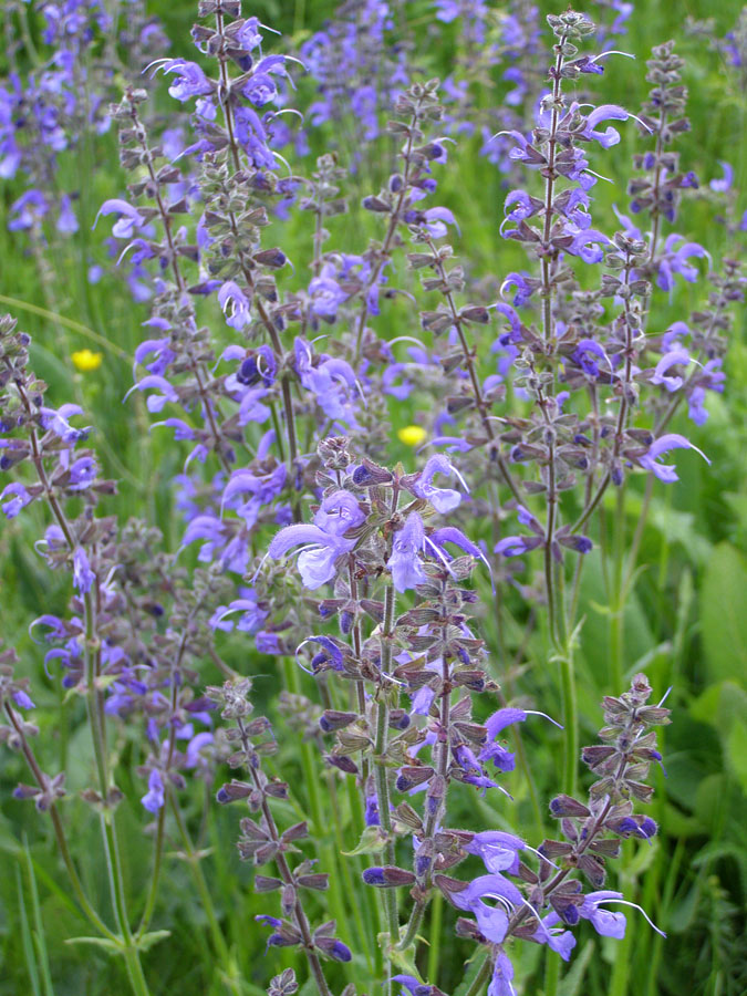 Изображение особи Salvia pratensis.