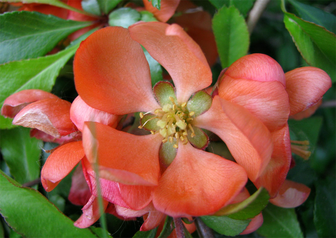 Image of Chaenomeles japonica specimen.