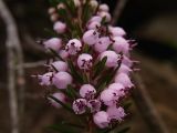 Erica vagans