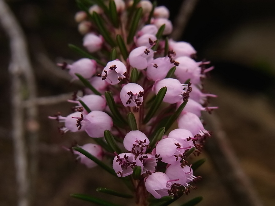 Изображение особи Erica vagans.