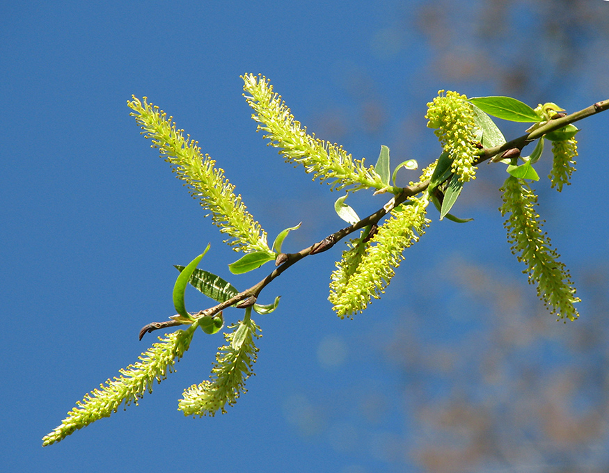 Image of Salix euxina specimen.