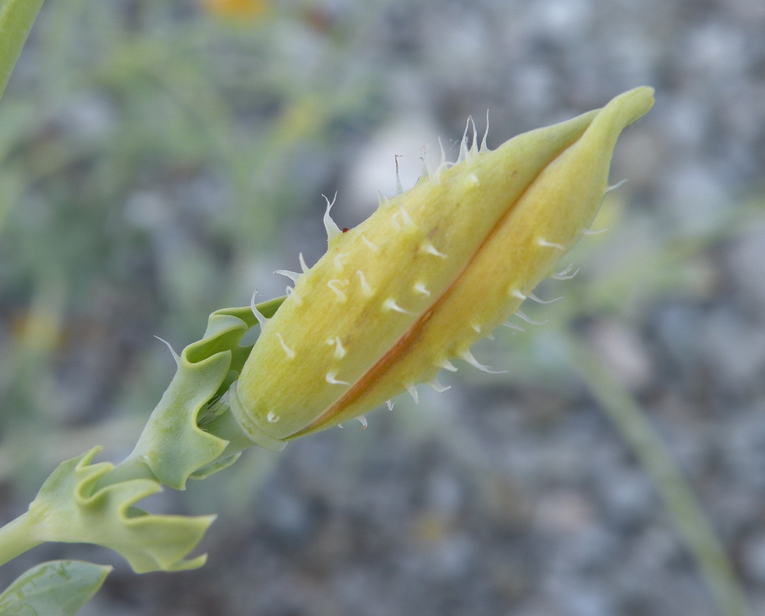Image of Glaucium flavum specimen.