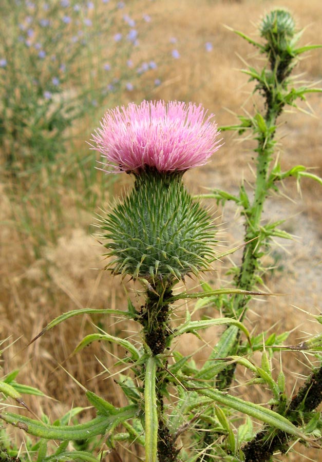 Изображение особи Cirsium vulgare.