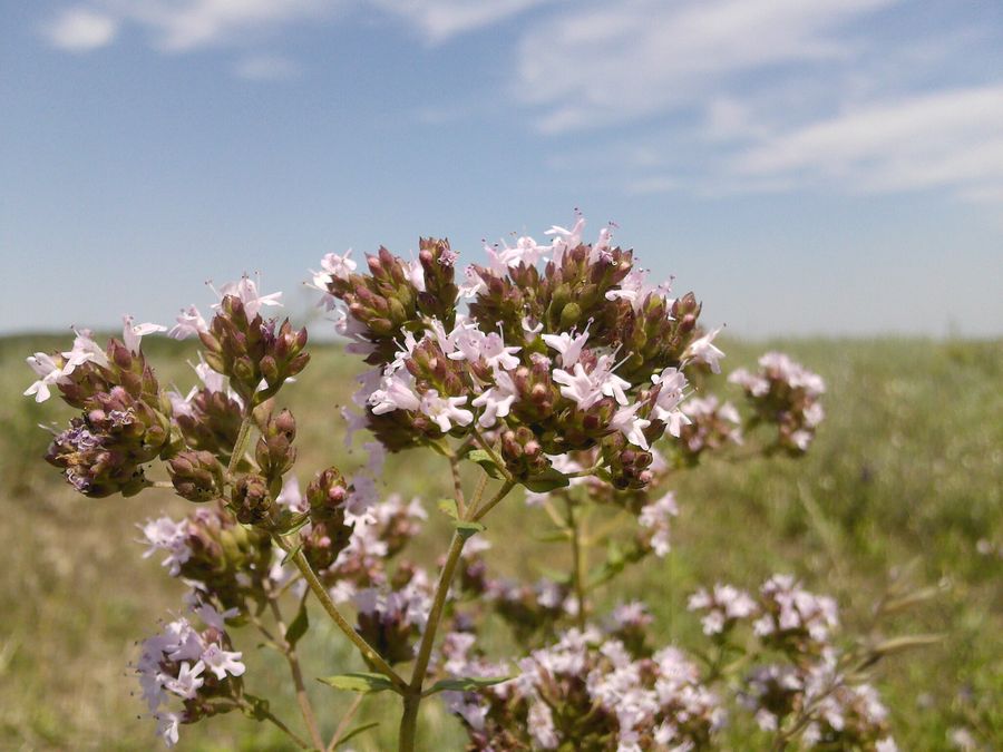 Image of Origanum vulgare specimen.