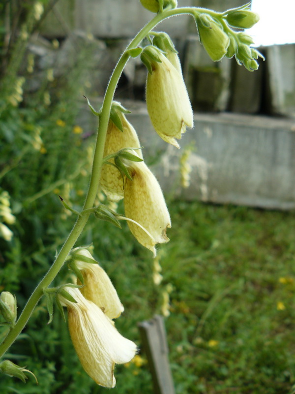 Image of Digitalis grandiflora specimen.