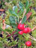 Arctostaphylos uva-ursi