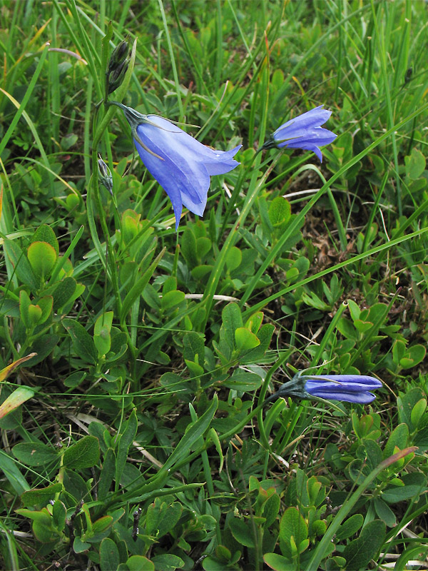 Изображение особи Campanula polymorpha.