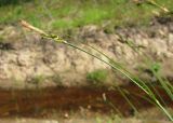 род Carex