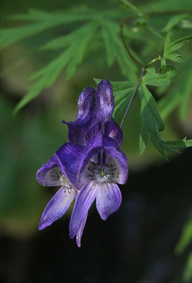 Изображение особи Aconitum karafutense.